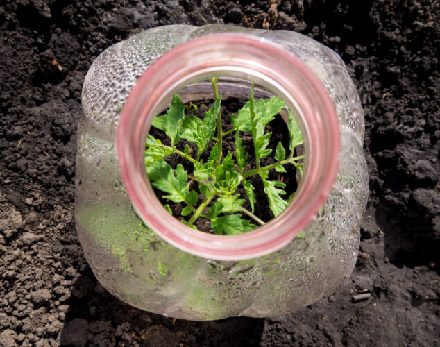 How to Use Walls of Water for Tomato Starts